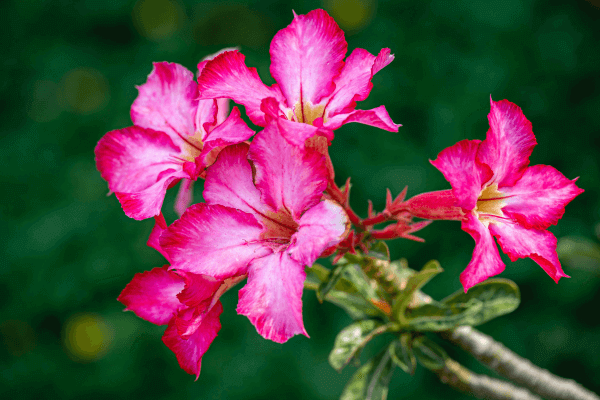 Flor da Fortuna